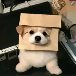 CCC123的头像-辰安博客